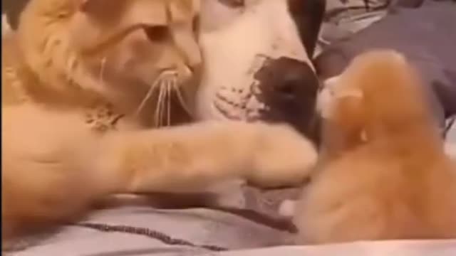 Try not to Laugh | Heartwarming cute kitten snuggle with dog