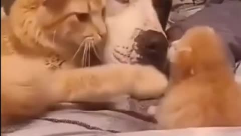 Try not to Laugh | Heartwarming cute kitten snuggle with dog