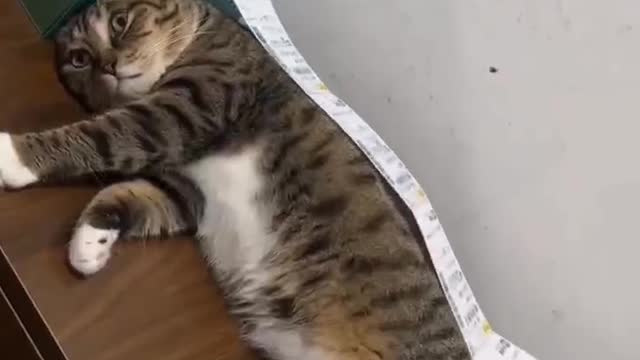 This is a cat that can bring good luck to its owner