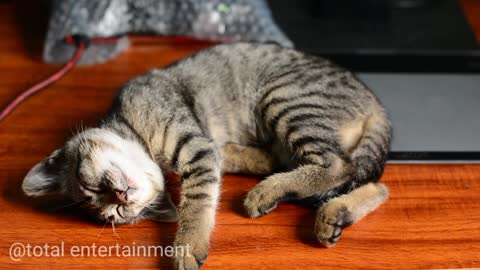 lovely kitten sleeping