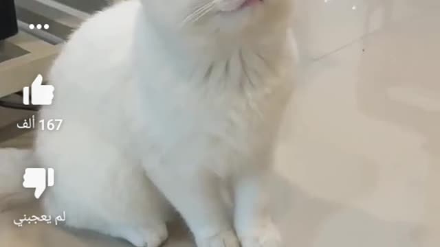The best funny videos that will die laughing cute animals 😃😅😆😂😃