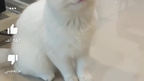 The best funny videos that will die laughing cute animals 😃😅😆😂😃