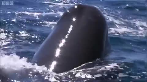 Diving with Whales | Oceans | BBC Earth