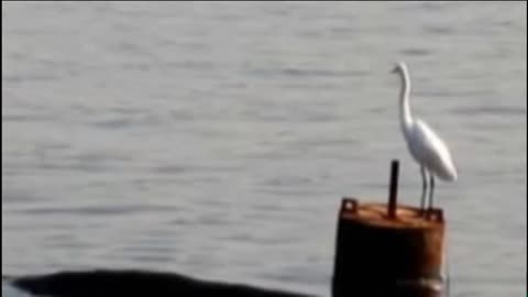 Nếu Mai Mốt Tôi Về (Trần Trung Đạo)