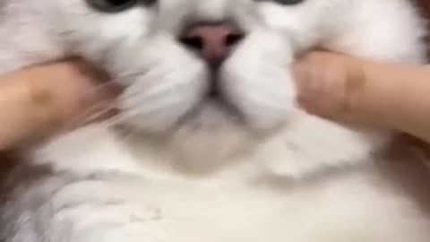 🐱 Funny cat videos | cute cats | Try not to laugh | Cat videos Compilation #shorts 🐈