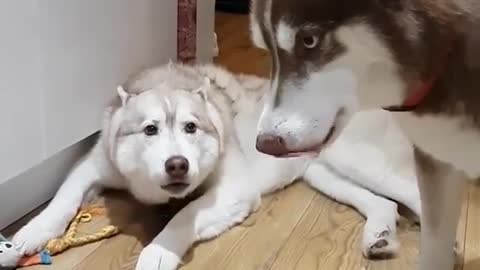 Two cute huskies, happy all day