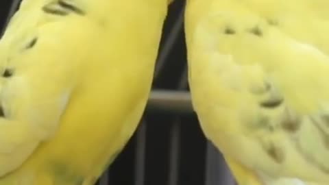 Beautiful Birds kingdom Video