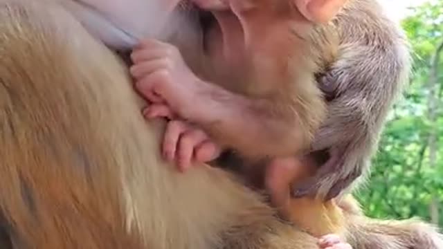 A baby monkey feeding from his mother.