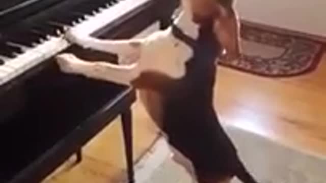 pianist dog and singer, do you doubt? check out