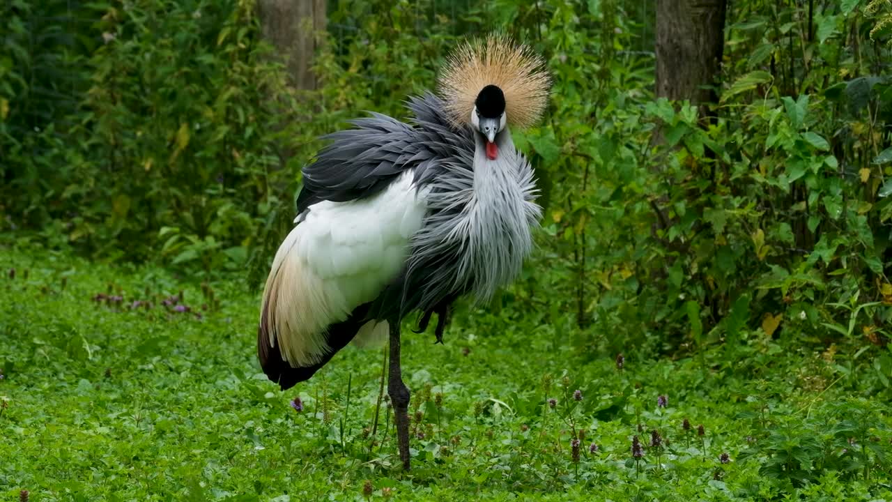 Grey Crowned Crane Bird