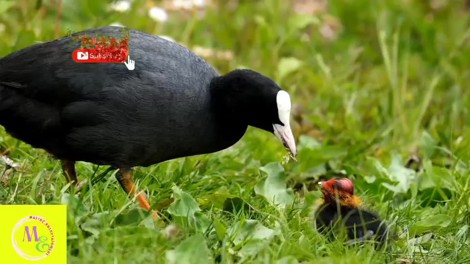 Birds Mother Feeding amazing video