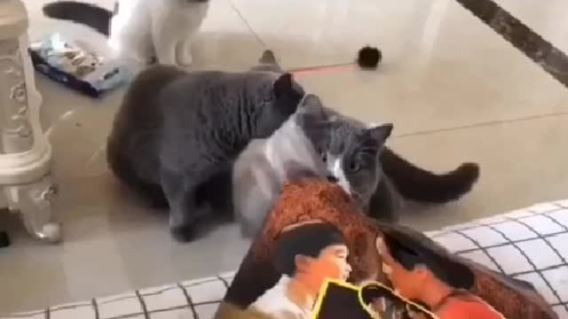 A group of cats are playing