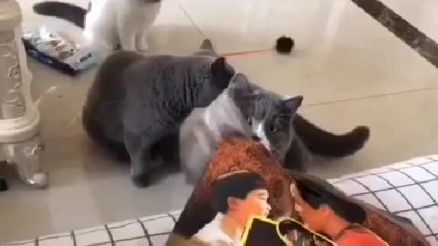 A group of cats are playing