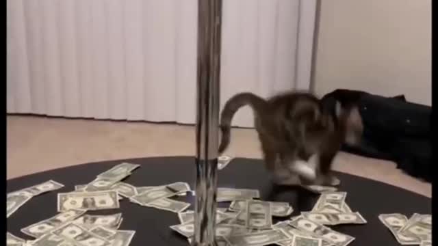 Cat strip pole dancing