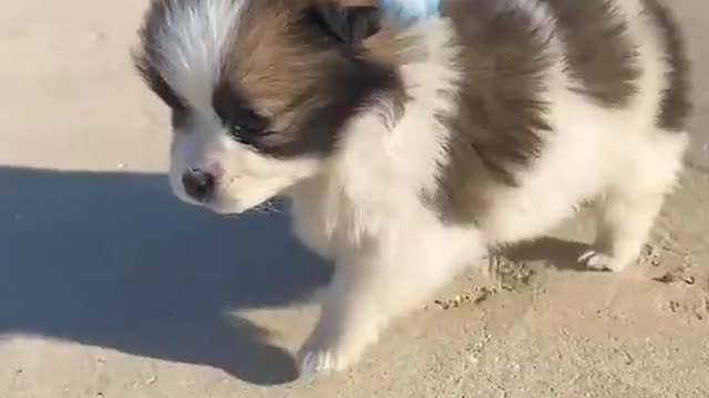 this video will make you happy
