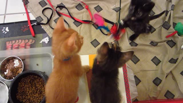 Three Super Cute Foster Kittens Hypnotized By Swinging Feather Rope Toy - 6 Weeks Old