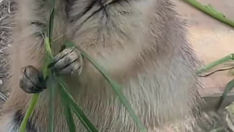 feed prairie dogs