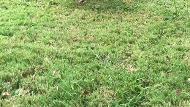 Brown dog with cow cone runs across grass in slowmo