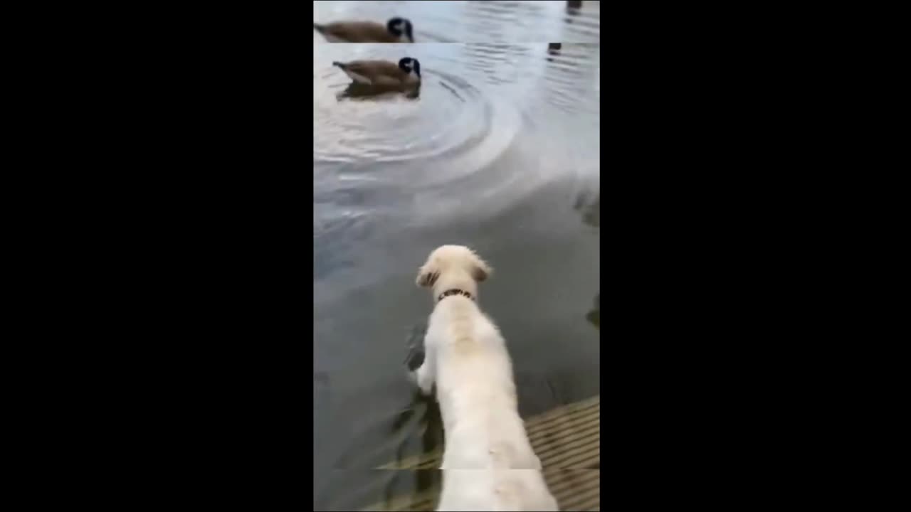 Funny animal videos 2023_PART●4_Funny animals videos || 😄 THINK FUN😆 ||