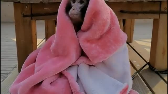 Baby baboons cover their own quilt