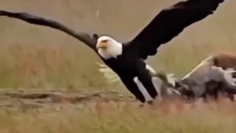 Eagle Steals Lunch