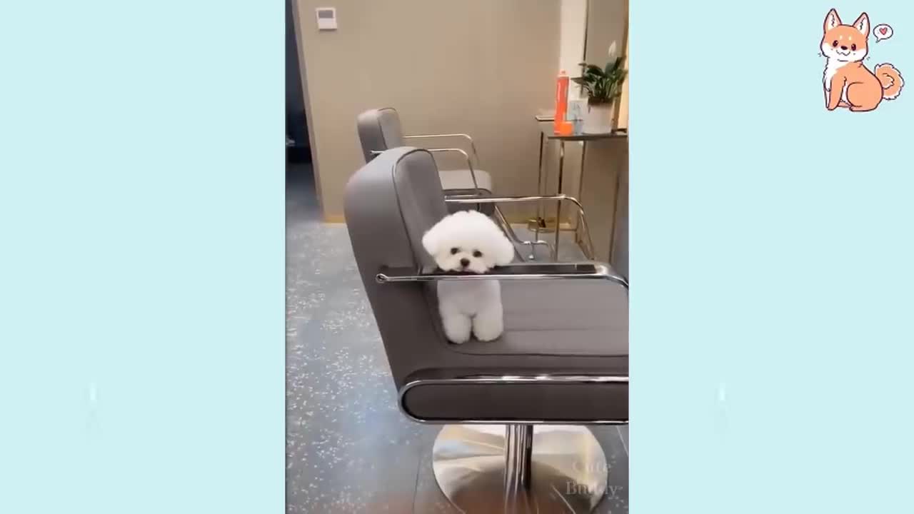 Cute Puppies 😍 Adorable dog drinking from baby bottle