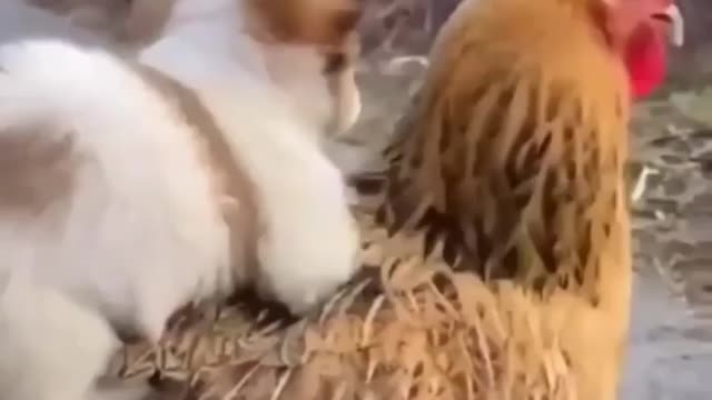 Little dog playing with hen