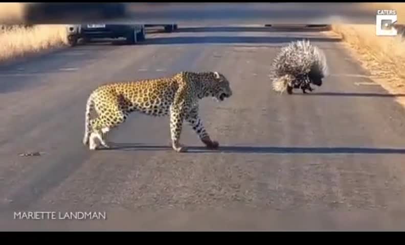 E Tome Espinhos Pra Todo Lado