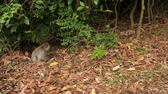 Indonesian wild monkey family walking