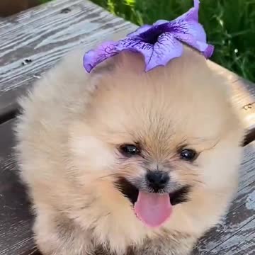 Dogs, funny animals commed,dofa fun,dog comedy scenes 🤣