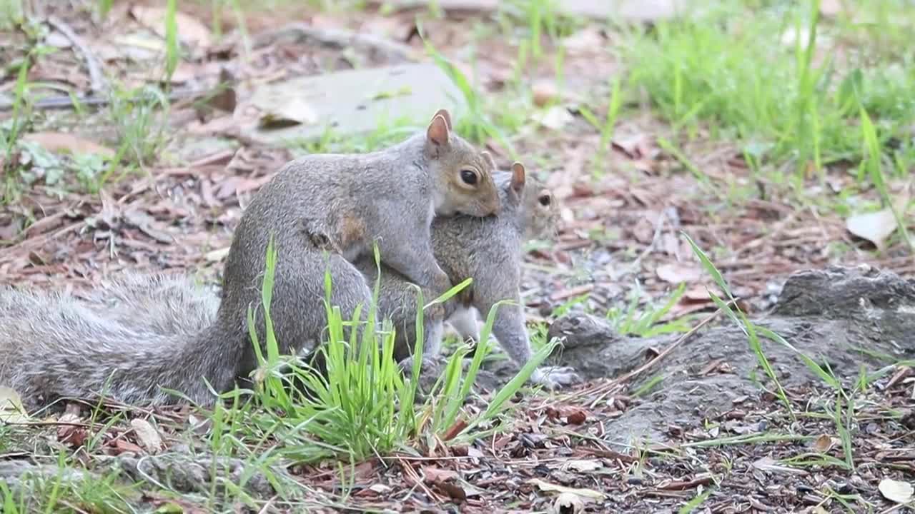 Stunningly Beautiful Reunion of Animal