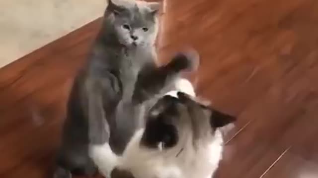 funest cat best video•vines best fun• very best video•