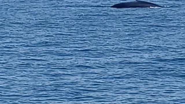 2 Blue Whales