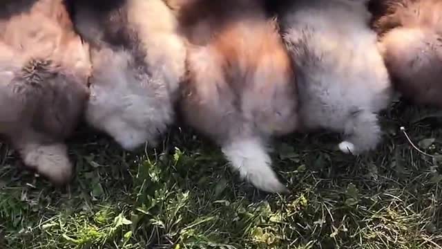 Five cute puppies enjoy the sun bathing