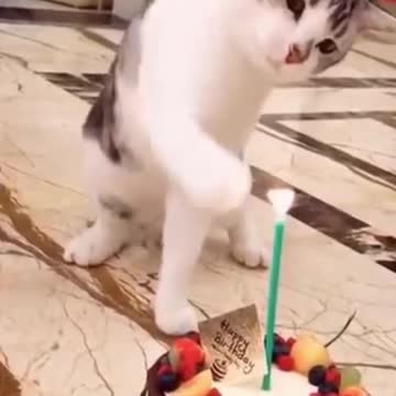 _FUNNY PETS ! CUTIES ! FUNNY PETS