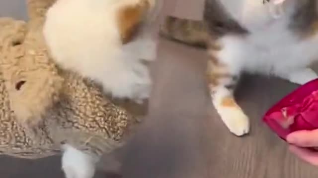 The cat hit the dog on the food
