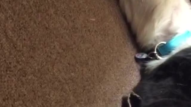 Black and white dog sleeps weird