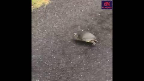 Suspiciously quick turtle escape from police chase