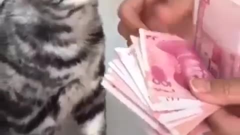 Skillful cat