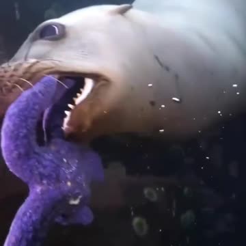 Sweet seal biting coral.