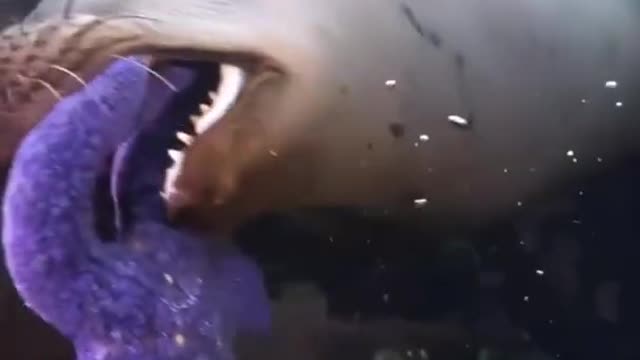 Sweet seal biting coral.