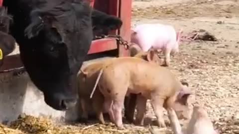 Animals funny 😂😂 video