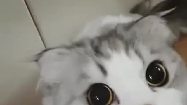 cute cat