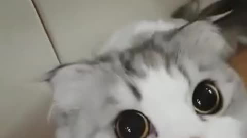 cute cat