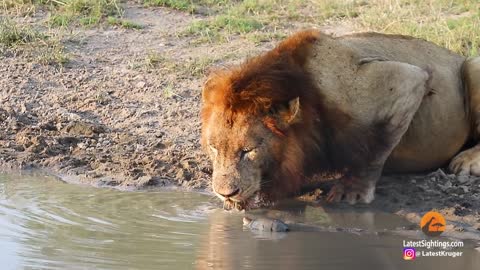 Turtle Chases Lions From His Waterhole