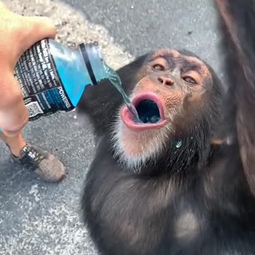 Funny goofy cute monkey drinking powerade