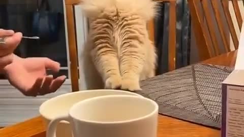 Cat's funny reaction while she talking meal