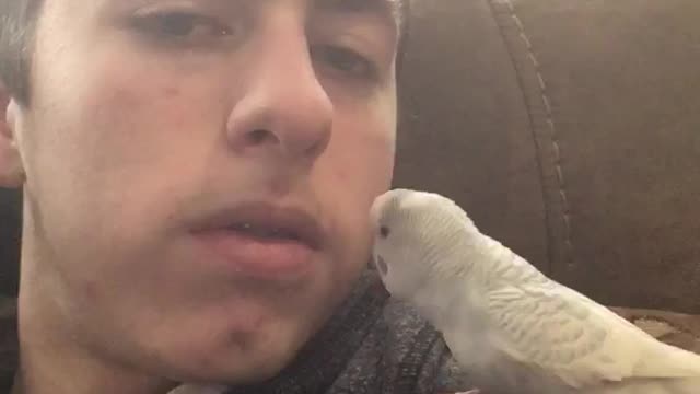 Larry the Parakeet wants a Kiss