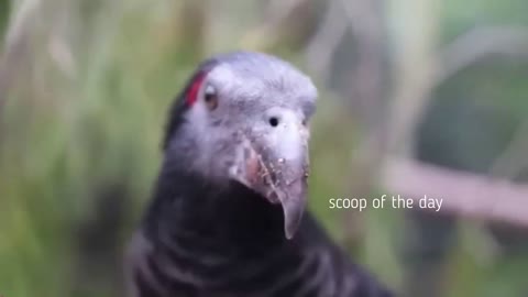 The Ultra-Rare Dracula Parrot Looks Like A Vampire And Screams To Communicate Documentary