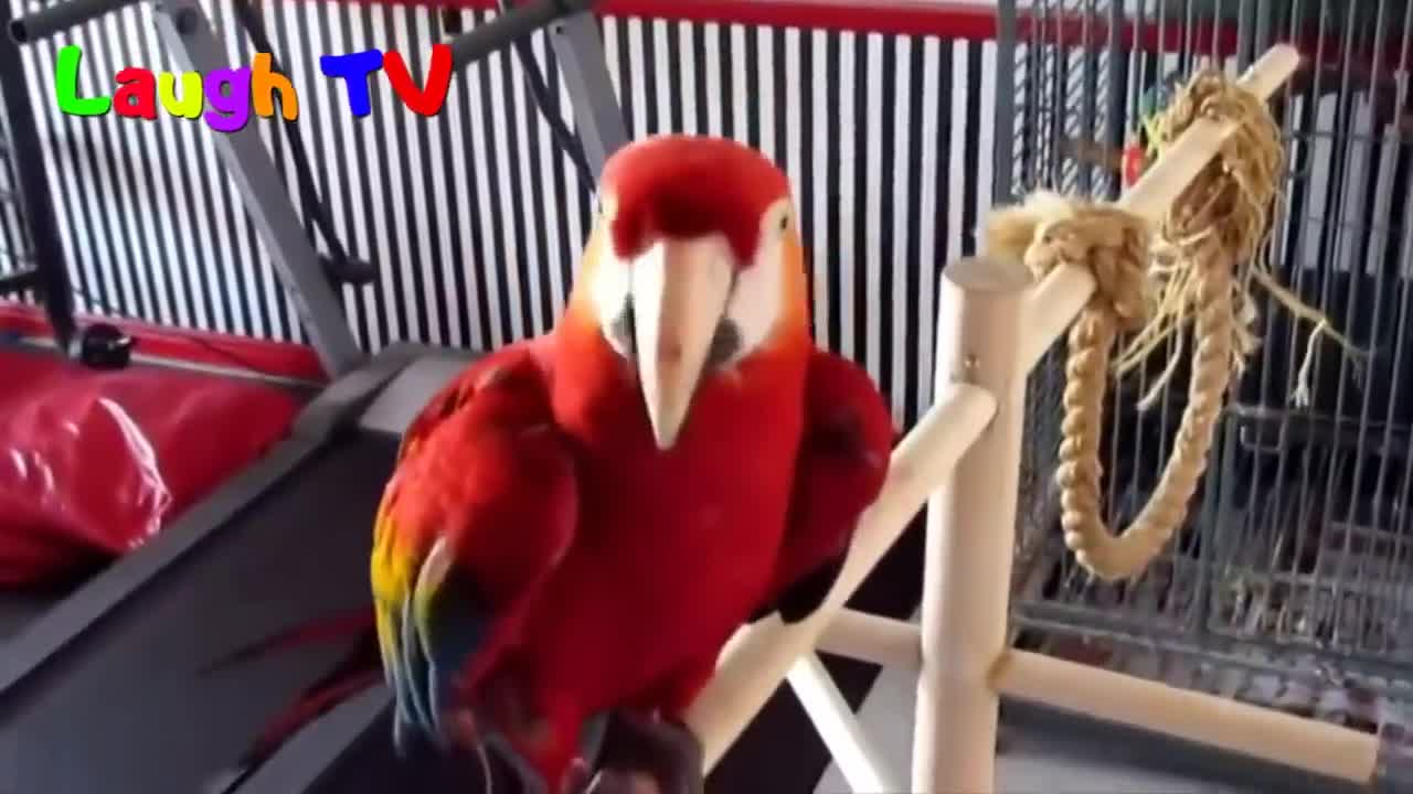 Funny parrot A cute funny parrots talking